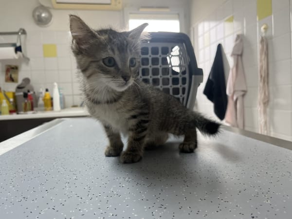 Aladdin (en cours d'adoption)