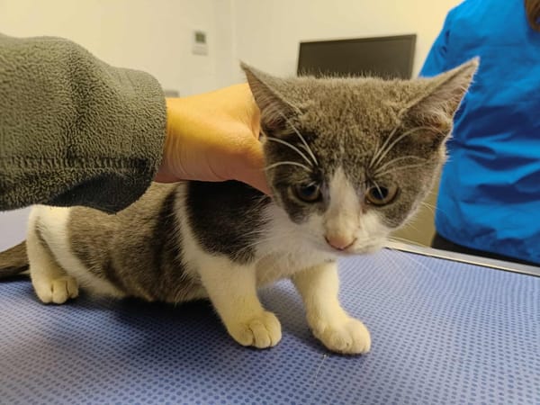 KALIMBA QCT (réservée)