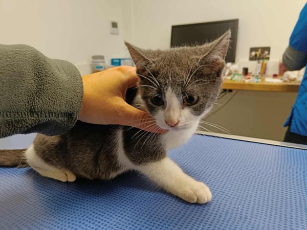 KALIMBA QCT (réservée)