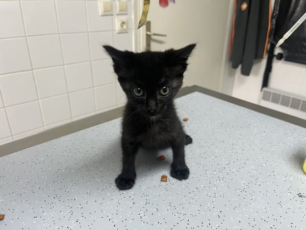 Ariel (en cours d'adoption)