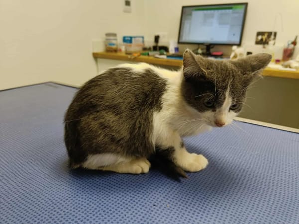 MANDOLINE QCT (Réservé)