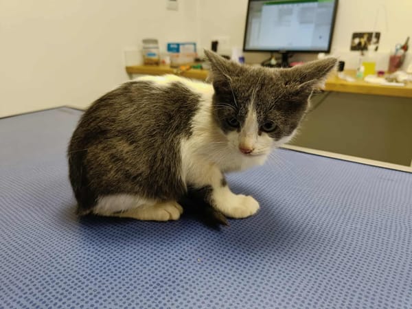 MANDOLINE QCT (Réservé)