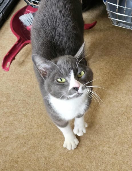 Mijota chatte adulte