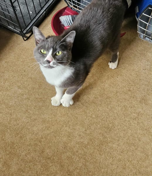 Mijota chatte adulte