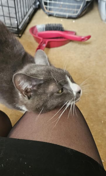 Mijota chatte adulte