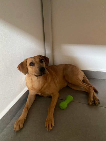 Dixy la joyeuse et dynamique louloute