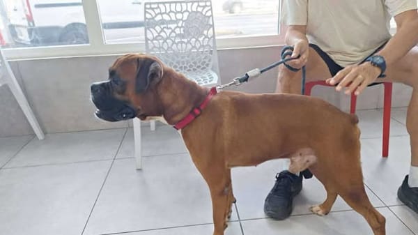 ROUKY, le magnifique boxer créole