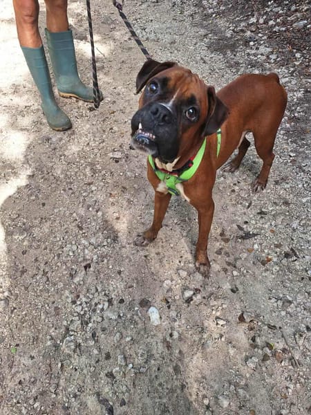 ROUKY, le magnifique boxer créole
