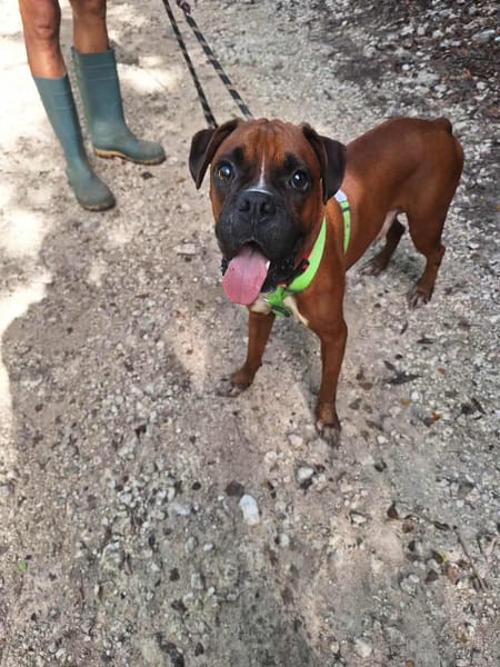 ROUKY, le magnifique boxer créole