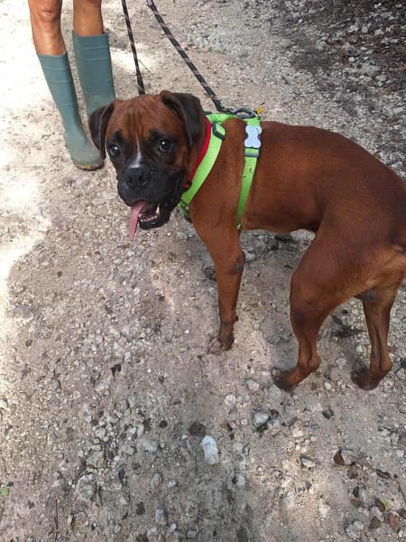 ROUKY, le magnifique boxer créole