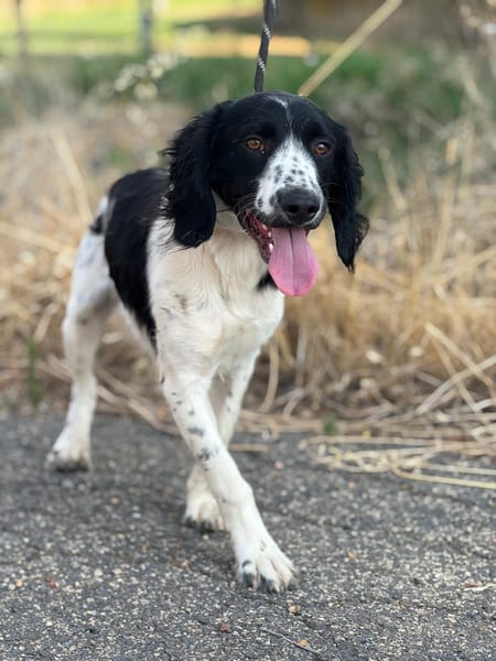 DOMINO (Puertollano)