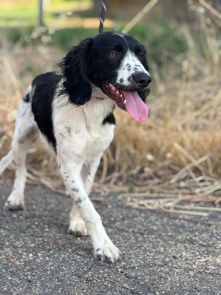 DOMINO (Puertollano)