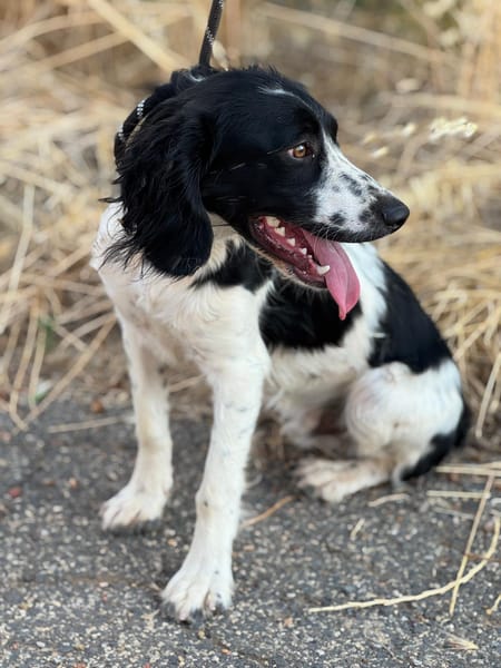 DOMINO (Puertollano)