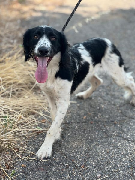 DOMINO (Puertollano)