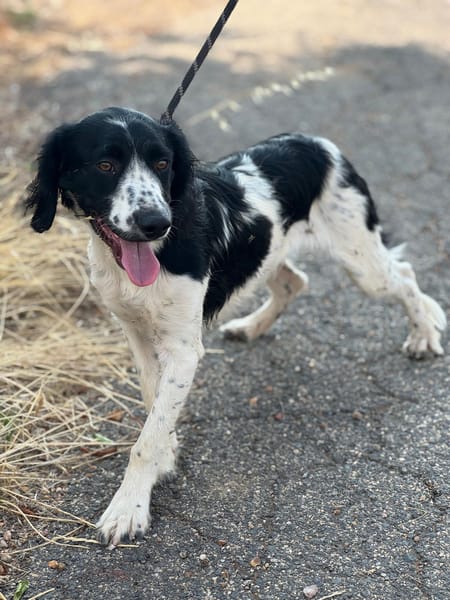 DOMINO (Puertollano)