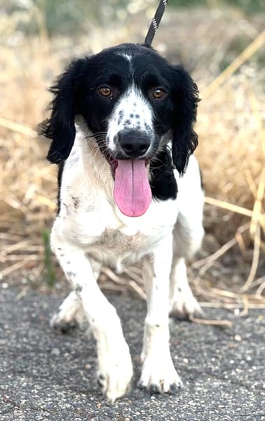 DOMINO (Puertollano)