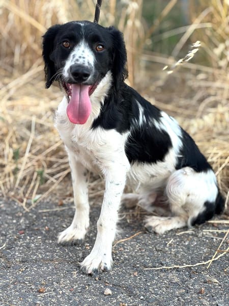 DOMINO (Puertollano)