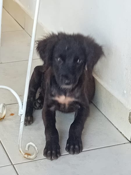 🐾 À L’ADOPTION – REVA, un petit cœur à croquer en quête de douceur ! 🐾