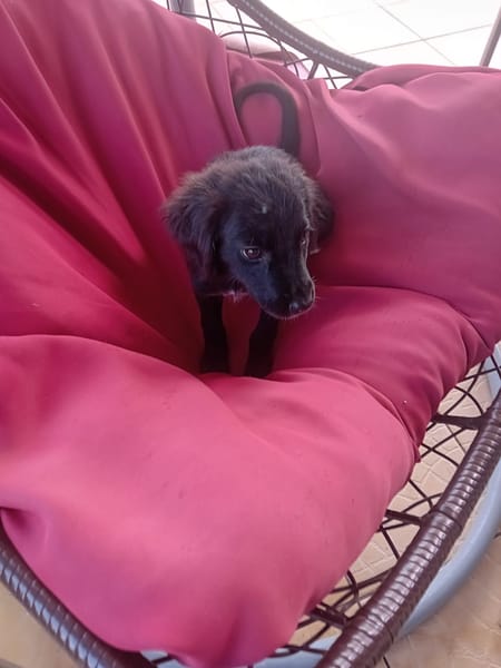 🐾 À L’ADOPTION – REVA, un petit cœur à croquer en quête de douceur ! 🐾