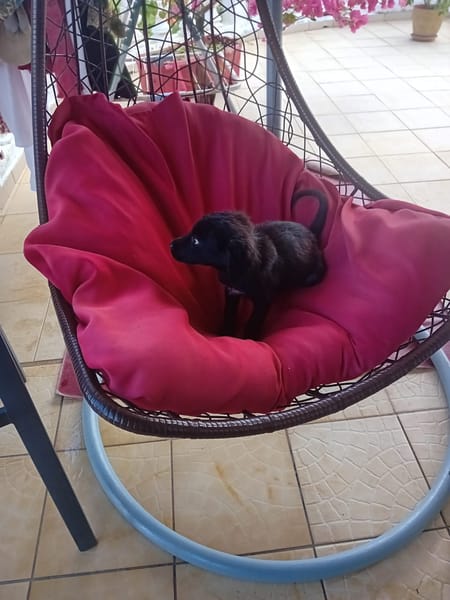 🐾 À L’ADOPTION – REVA, un petit cœur à croquer en quête de douceur ! 🐾