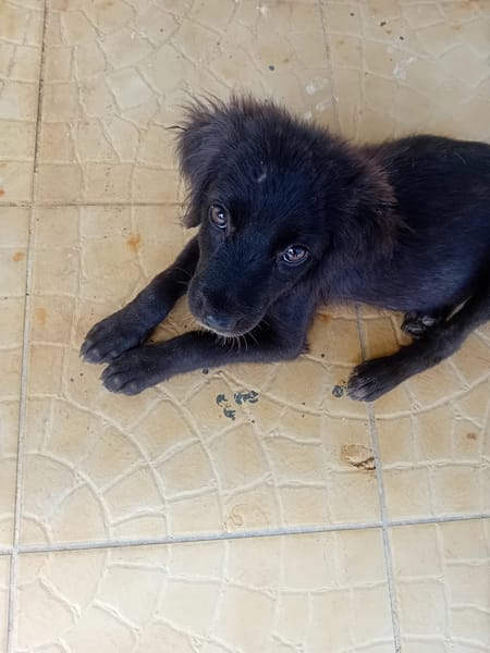 🐾 À L’ADOPTION – REVA, un petit cœur à croquer en quête de douceur ! 🐾