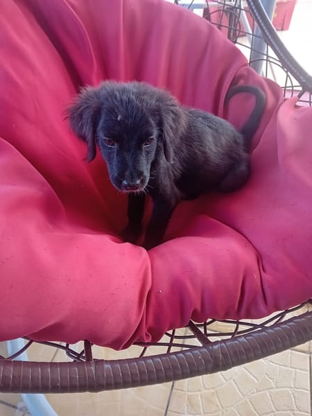 🐾 À L’ADOPTION – REVA, un petit cœur à croquer en quête de douceur ! 🐾