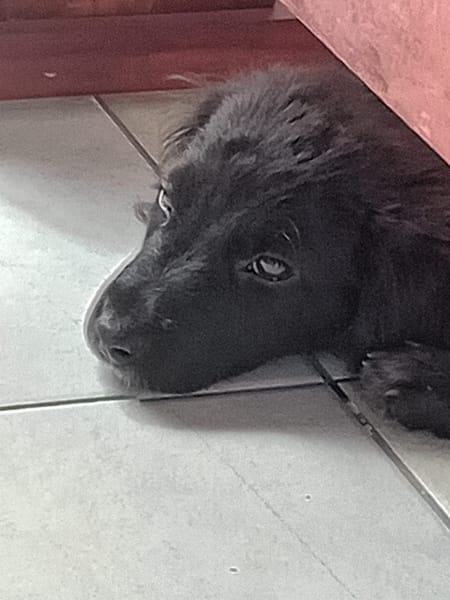 🐾 À L’ADOPTION – REVA, un petit cœur à croquer en quête de douceur ! 🐾