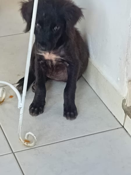 🐾 À L’ADOPTION – REVA, un petit cœur à croquer en quête de douceur ! 🐾