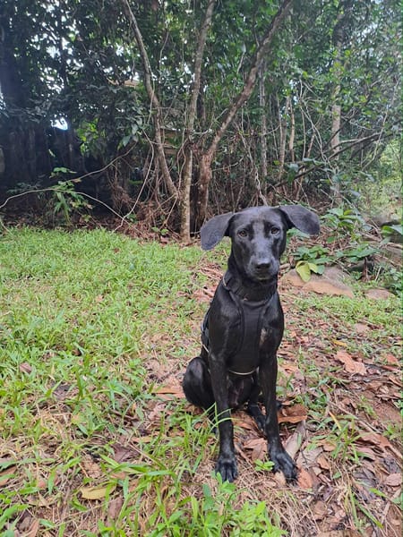🐾 À L’ADOPTION – TESSY, la maman au grand cœur et à la beauté éclatante ! 🐾