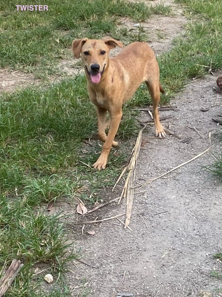 TWISTIE, Femelle Croisée Créole NON-LOF