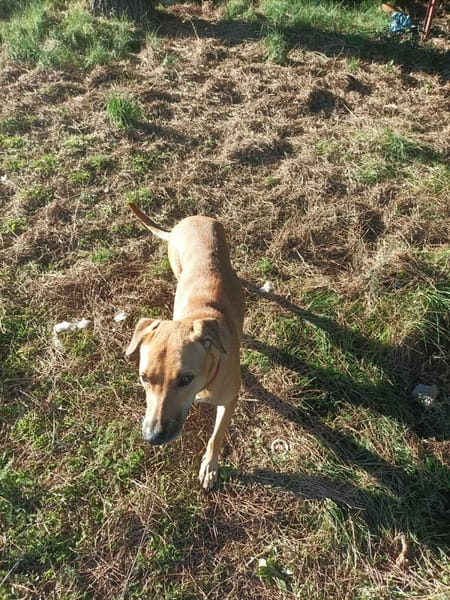 🐾 À L’ADOPTION – UNAÏ, le petit cœur tendre au grand amour de la vie ! 🐾