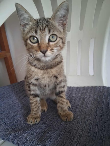 🐾 À L’ADOPTION – WILLOW, petite exploratrice à la robe tigrée ! 🐾