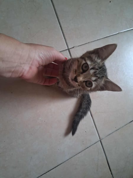 🐾 À L’ADOPTION – WILLOW, petite exploratrice à la robe tigrée ! 🐾