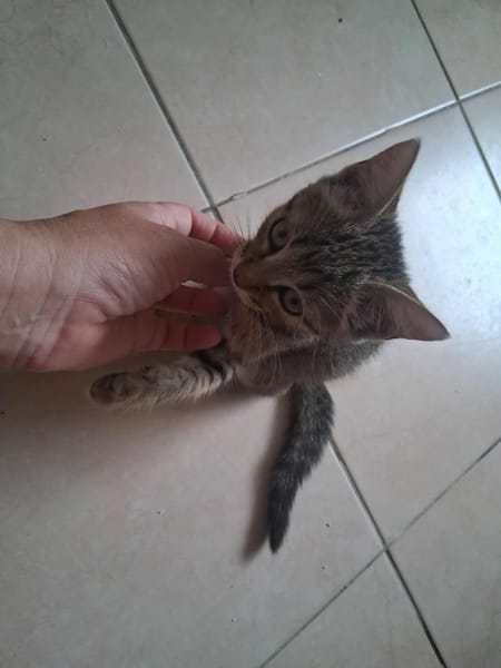 🐾 À L’ADOPTION – WILLOW, petite exploratrice à la robe tigrée ! 🐾