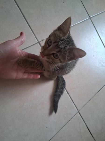 🐾 À L’ADOPTION – WILLOW, petite exploratrice à la robe tigrée ! 🐾