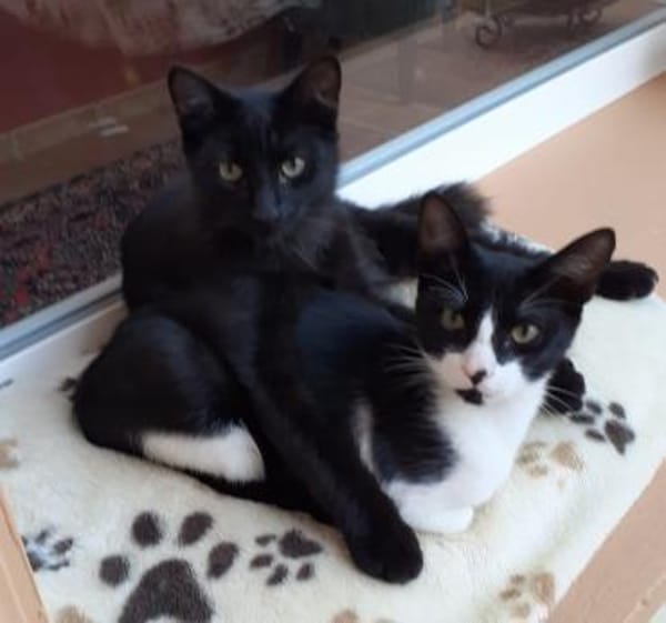 Zwei Brüder  ein Herz