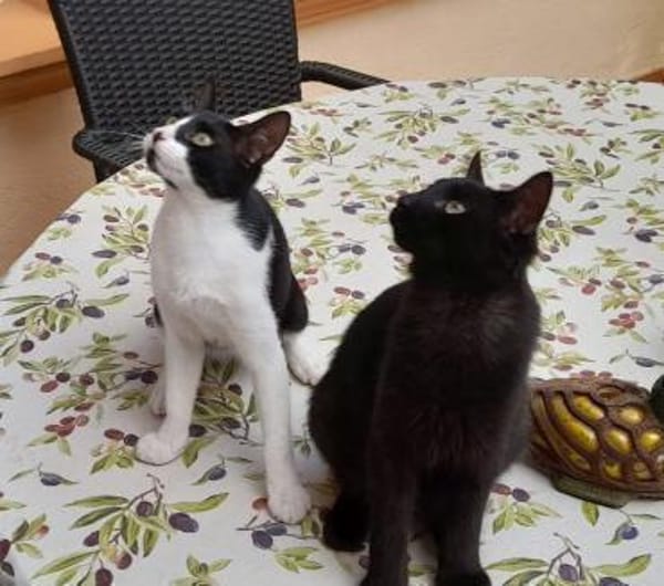 Zwei Brüder  ein Herz