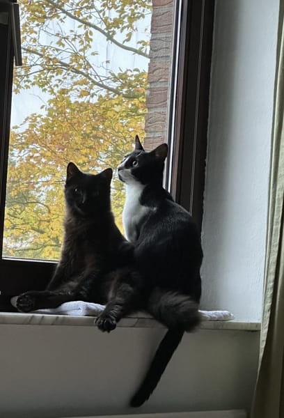 Zwei Brüder  ein Herz