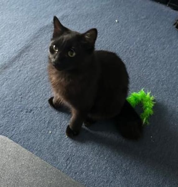 Zwei Brüder  ein Herz