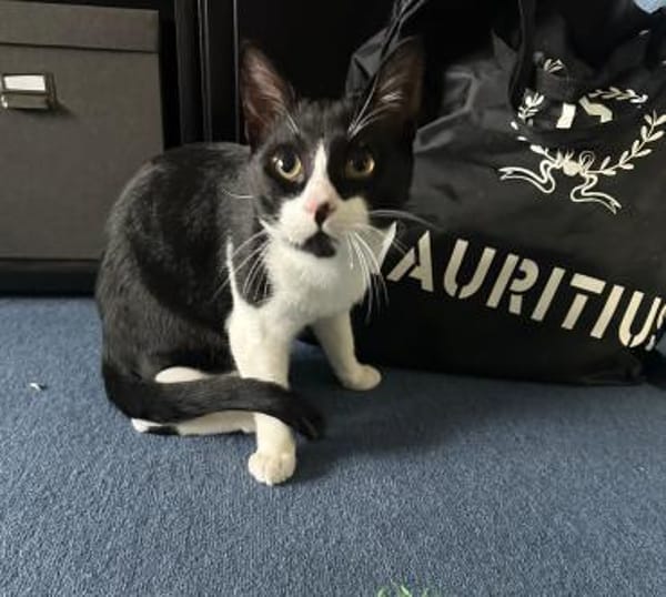 Zwei Brüder  ein Herz