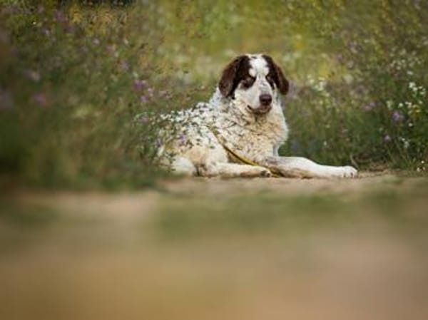 Dingo wünscht sich neues Zuhause