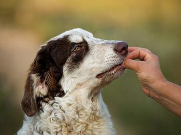 Dingo wünscht sich neues Zuhause