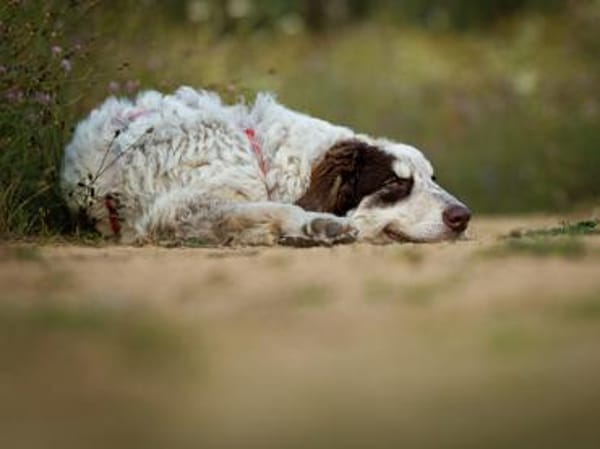 Dingo wünscht sich neues Zuhause