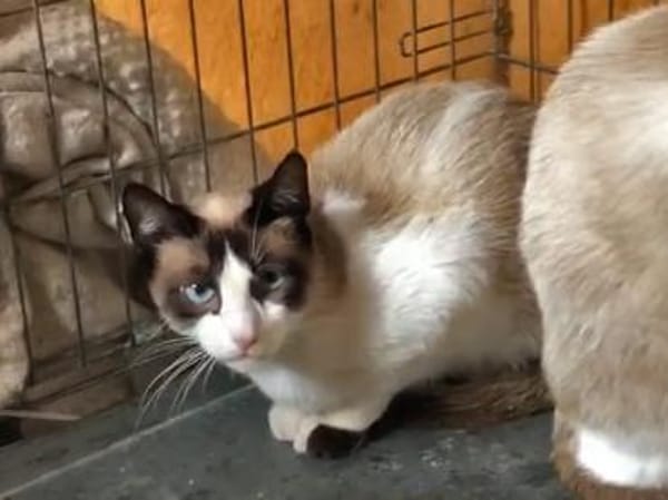 Hübsche Chiara hofft auf ihre Chance