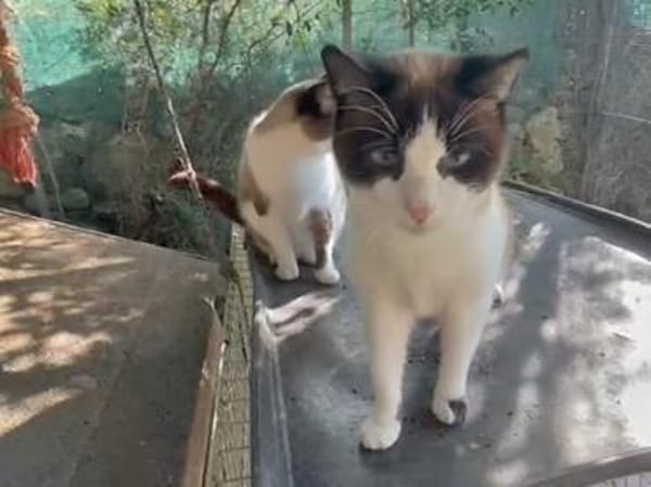 Hübsche Chiara hofft auf ihre Chance