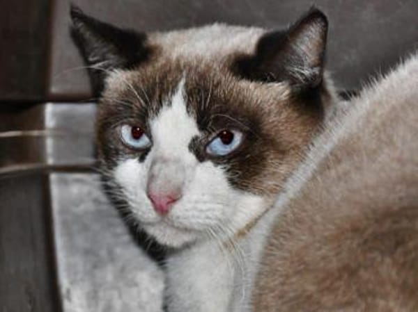 Hübsche Chiara hofft auf ihre Chance