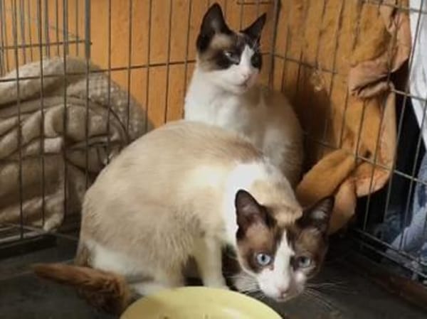 Schöner Calimero sucht Zuhause