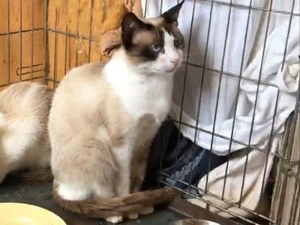 Schöner Calimero sucht Zuhause