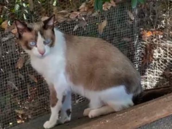 Schöner Calimero sucht Zuhause