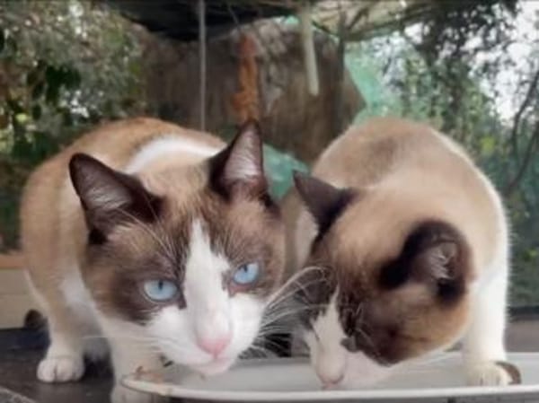 Schöner Calimero sucht Zuhause